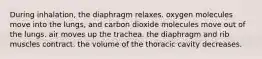 During inhalation, the diaphragm relaxes. oxygen molecules move into the lungs, and carbon dioxide molecules move out of the lungs. air moves up the trachea. the diaphragm and rib muscles contract. the volume of the thoracic cavity decreases.