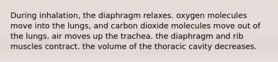 During inhalation, the diaphragm relaxes. oxygen molecules move into the lungs, and carbon dioxide molecules move out of the lungs. air moves up the trachea. the diaphragm and rib muscles contract. the volume of the thoracic cavity decreases.