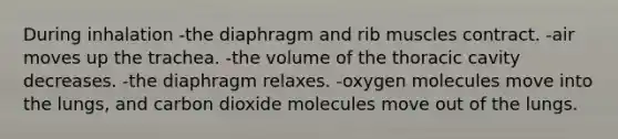 During inhalation -the diaphragm and rib muscles contract. -air moves up the trachea. -the volume of the thoracic cavity decreases. -the diaphragm relaxes. -oxygen molecules move into the lungs, and carbon dioxide molecules move out of the lungs.