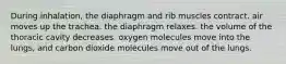 During inhalation, the diaphragm and rib muscles contract. air moves up the trachea. the diaphragm relaxes. the volume of the thoracic cavity decreases. oxygen molecules move into the lungs, and carbon dioxide molecules move out of the lungs.