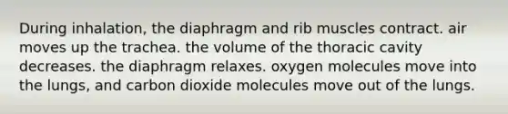 During inhalation, the diaphragm and rib muscles contract. air moves up the trachea. the volume of the thoracic cavity decreases. the diaphragm relaxes. oxygen molecules move into the lungs, and carbon dioxide molecules move out of the lungs.