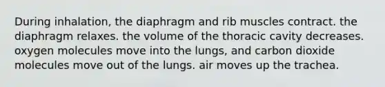 During inhalation, the diaphragm and rib muscles contract. the diaphragm relaxes. the volume of the thoracic cavity decreases. oxygen molecules move into the lungs, and carbon dioxide molecules move out of the lungs. air moves up the trachea.