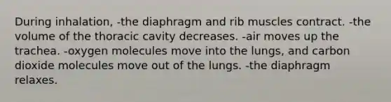 During inhalation, -the diaphragm and rib muscles contract. -the volume of the thoracic cavity decreases. -air moves up the trachea. -oxygen molecules move into the lungs, and carbon dioxide molecules move out of the lungs. -the diaphragm relaxes.