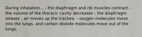 During inhalation... - the diaphragm and rib muscles contract - the volume of the thoracic cavity decreases - the diaphragm relaxes - air moves up the trachea. - oxygen molecules move into the lungs, and carbon dioxide molecules move out of the lungs.