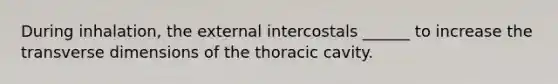 During inhalation, the external intercostals ______ to increase the transverse dimensions of the thoracic cavity.