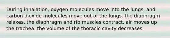 During inhalation, oxygen molecules move into the lungs, and carbon dioxide molecules move out of the lungs. the diaphragm relaxes. the diaphragm and rib muscles contract. air moves up the trachea. the volume of the thoracic cavity decreases.