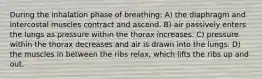 During the inhalation phase of breathing: A) the diaphragm and intercostal muscles contract and ascend. B) air passively enters the lungs as pressure within the thorax increases. C) pressure within the thorax decreases and air is drawn into the lungs. D) the muscles in between the ribs relax, which lifts the ribs up and out.