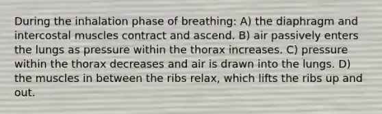 During the inhalation phase of breathing: A) the diaphragm and intercostal muscles contract and ascend. B) air passively enters the lungs as pressure within the thorax increases. C) pressure within the thorax decreases and air is drawn into the lungs. D) the muscles in between the ribs relax, which lifts the ribs up and out.