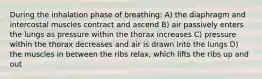 During the inhalation phase of breathing: A) the diaphragm and intercostal muscles contract and ascend B) air passively enters the lungs as pressure within the thorax increases C) pressure within the thorax decreases and air is drawn into the lungs D) the muscles in between the ribs relax, which lifts the ribs up and out