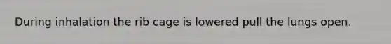During inhalation the rib cage is lowered pull the lungs open.