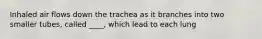 Inhaled air flows down the trachea as it branches into two smaller tubes, called ____, which lead to each lung