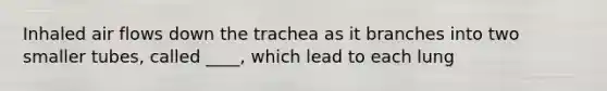 Inhaled air flows down the trachea as it branches into two smaller tubes, called ____, which lead to each lung