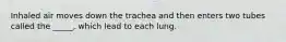 Inhaled air moves down the trachea and then enters two tubes called the _____, which lead to each lung.