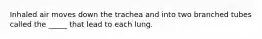 Inhaled air moves down the trachea and into two branched tubes called the _____ that lead to each lung.