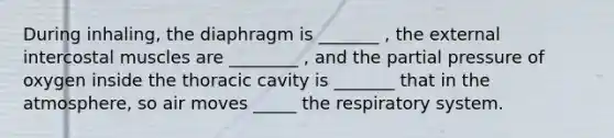 During inhaling, the diaphragm is _______ , the external intercostal muscles are ________ , and the partial pressure of oxygen inside the thoracic cavity is _______ that in the atmosphere, so air moves _____ the respiratory system.