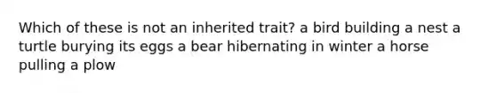 Which of these is not an inherited trait? a bird building a nest a turtle burying its eggs a bear hibernating in winter a horse pulling a plow