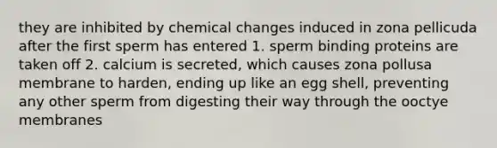 they are inhibited by chemical changes induced in zona pellicuda after the first sperm has entered 1. sperm binding proteins are taken off 2. calcium is secreted, which causes zona pollusa membrane to harden, ending up like an egg shell, preventing any other sperm from digesting their way through the ooctye membranes