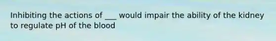 Inhibiting the actions of ___ would impair the ability of the kidney to regulate pH of <a href='https://www.questionai.com/knowledge/k7oXMfj7lk-the-blood' class='anchor-knowledge'>the blood</a>