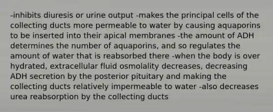 -inhibits diuresis or urine output -makes the principal cells of the collecting ducts more permeable to water by causing aquaporins to be inserted into their apical membranes -the amount of ADH determines the number of aquaporins, and so regulates the amount of water that is reabsorbed there -when the body is over hydrated, extracellular fluid osmolality decreases, decreasing ADH secretion by the posterior pituitary and making the collecting ducts relatively impermeable to water -also decreases urea reabsorption by the collecting ducts