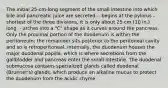 The initial 25-cm-long segment of the small intestine into which bile and pancreatic juice are secreted. - begins at the pylorus - shortest of the three divisions, it is only about 25 cm (10 in.) long. - arches into a "C" shape as it curves around the pancreas. Only the proximal portion of the duodenum is within the peritoneum; the remainder sits posterior to the peritoneal cavity and so is retroperitoneal. Internally, the duodenum houses the major duodenal papilla, which is where secretions from the gallbladder and pancreas enter the small intestine. The duodenal submucosa contains specialized glands called duodenal (Brunner's) glands, which produce an alkaline mucus to protect the duodenum from the acidic chyme.