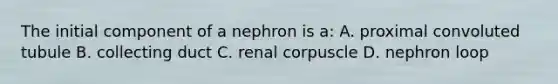 The initial component of a nephron is a: A. proximal convoluted tubule B. collecting duct C. renal corpuscle D. nephron loop