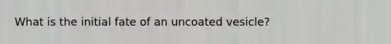 What is the initial fate of an uncoated vesicle?