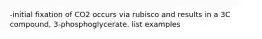 -initial fixation of CO2 occurs via rubisco and results in a 3C compound, 3-phosphoglycerate. list examples