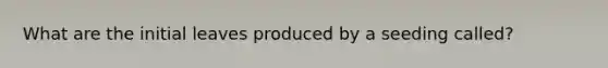 What are the initial leaves produced by a seeding called?