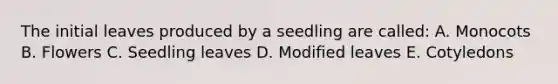 The initial leaves produced by a seedling are called: A. Monocots B. Flowers C. Seedling leaves D. Modified leaves E. Cotyledons