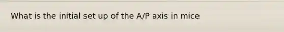 What is the initial set up of the A/P axis in mice