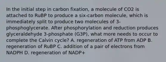 In the initial step in carbon fixation, a molecule of CO2 is attached to RuBP to produce a six-carbon molecule, which is immediately split to produce two molecules of 3-phosphoglycerate. After phosphorylation and reduction produces glyceraldehyde 3-phosphate (G3P), what more needs to occur to complete the Calvin cycle? A. regeneration of ATP from ADP B. regeneration of RuBP C. addition of a pair of electrons from NADPH D. regeneration of NADP+