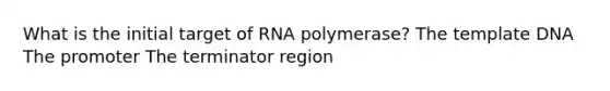 What is the initial target of RNA polymerase? The template DNA The promoter The terminator region