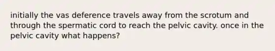 initially the vas deference travels away from the scrotum and through the spermatic cord to reach the pelvic cavity. once in the pelvic cavity what happens?