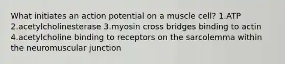 What initiates an action potential on a muscle cell? 1.ATP 2.acetylcholinesterase 3.myosin cross bridges binding to actin 4.acetylcholine binding to receptors on the sarcolemma within the neuromuscular junction