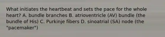 What initiates the heartbeat and sets the pace for the whole heart? A. bundle branches B. atrioventricle (AV) bundle (the bundle of His) C. Purkinje fibers D. sinoatrial (SA) node (the "pacemaker")