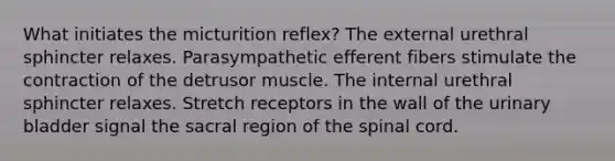 What initiates the micturition reflex? The external urethral sphincter relaxes. Parasympathetic efferent fibers stimulate the contraction of the detrusor muscle. The internal urethral sphincter relaxes. Stretch receptors in the wall of the urinary bladder signal the sacral region of the spinal cord.