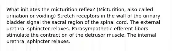 What initiates the micturition reflex? (Micturition, also called urination or voiding) Stretch receptors in the wall of the urinary bladder signal the sacral region of the spinal cord. The external urethral sphincter relaxes. Parasympathetic efferent fibers stimulate the contraction of the detrusor muscle. The internal urethral sphincter relaxes.