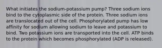 What initiates the sodium-potassium pump? Three sodium ions bind to the cytoplasmic side of the protein. Three sodium ions are translocated out of the cell. Phosphorylated pump has low affinity for sodium allowing sodium to leave and potassium to bind. Two potassium ions are transported into the cell. ATP binds to the protein which becomes phosphorylated (ADP is released).