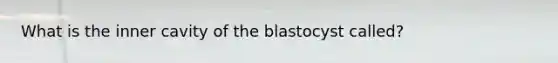 What is the inner cavity of the blastocyst called?