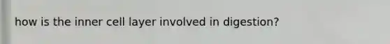 how is the inner cell layer involved in digestion?