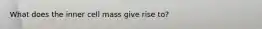 What does the inner cell mass give rise to?