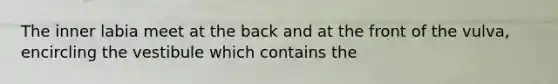 The inner labia meet at the back and at the front of the vulva, encircling the vestibule which contains the