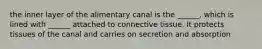 the inner layer of the alimentary canal is the ______, which is lined with ______ attached to connective tissue. It protects tissues of the canal and carries on secretion and absorption