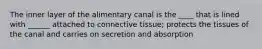 The inner layer of the alimentary canal is the ____ that is lined with ______ attached to connective tissue; protects the tissues of the canal and carries on secretion and absorption