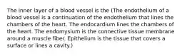 The inner layer of a blood vessel is the (The endothelium of a blood vessel is a continuation of the endothelium that lines the chambers of the heart. The endocardium lines the chambers of the heart. The endomysium is the connective tissue membrane around a muscle fiber. Epithelium is the tissue that covers a surface or lines a cavity.)