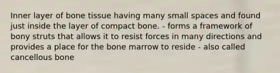 Inner layer of bone tissue having many small spaces and found just inside the layer of compact bone. - forms a framework of bony struts that allows it to resist forces in many directions and provides a place for the bone marrow to reside - also called cancellous bone