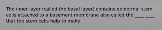 The inner layer (called the basal layer) contains epidermal stem cells attached to a basement membrane also called the ____ ____ that the stem cells help to make