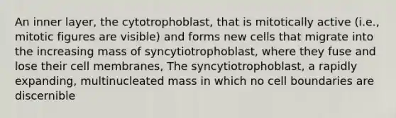 An inner layer, the cytotrophoblast, that is mitotically active (i.e., mitotic figures are visible) and forms new cells that migrate into the increasing mass of syncytiotrophoblast, where they fuse and lose their cell membranes, The syncytiotrophoblast, a rapidly expanding, multinucleated mass in which no cell boundaries are discernible