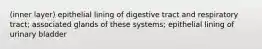 (inner layer) epithelial lining of digestive tract and respiratory tract; associated glands of these systems; epithelial lining of urinary bladder