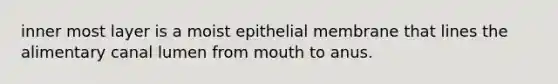 inner most layer is a moist epithelial membrane that lines the alimentary canal lumen from mouth to anus.